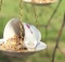 tea-cup-bird-feeder